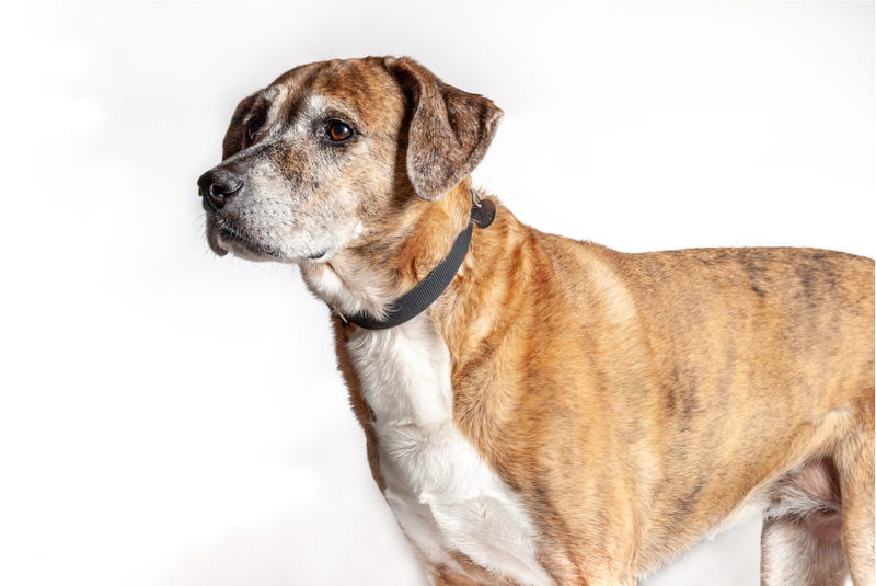 Sarah is a 10-year-old Shepherd mix. She weighs 77.4 pounds.