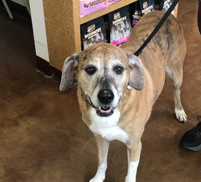 Sarah is a 10-year-old Shepherd mix. She weighs 77.4 pounds.