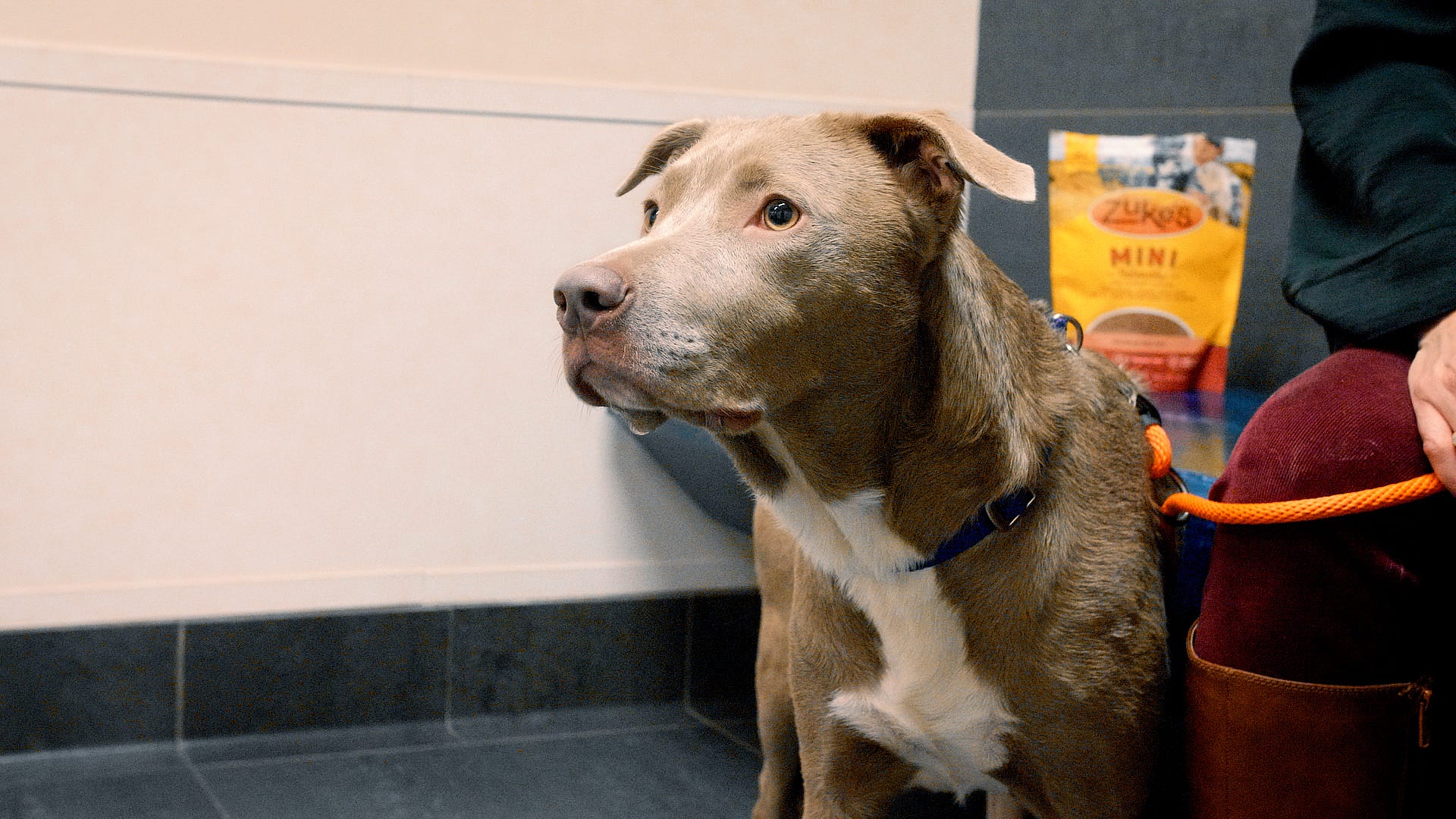 Adoptable Pet Pals: Meet Sasha!