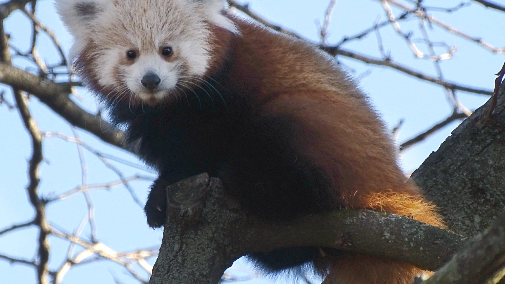 Baby red panda makes debut at Detroit Zoo [PHOTOS+VIDEO]