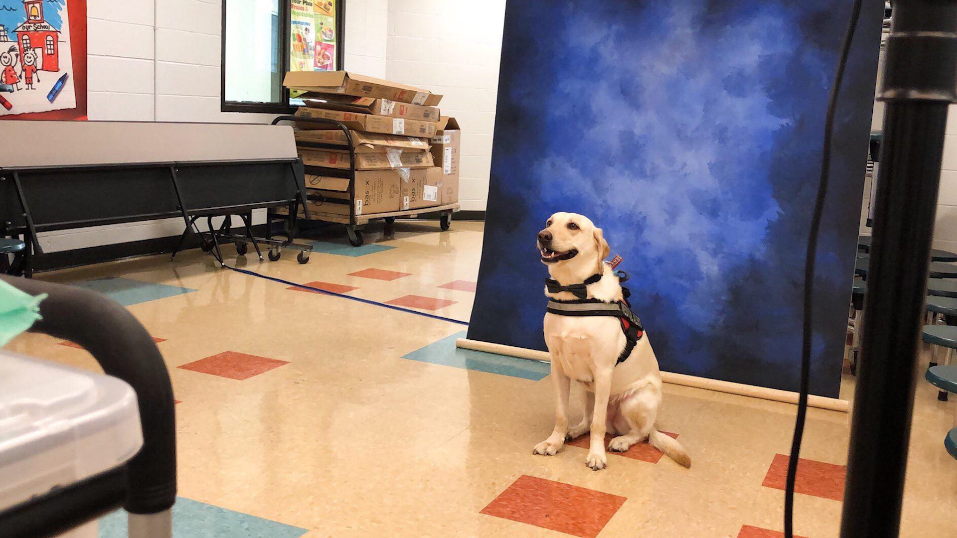 Service Dog Flashes Huge Grin And Wears Bow Tie For School Picture Day