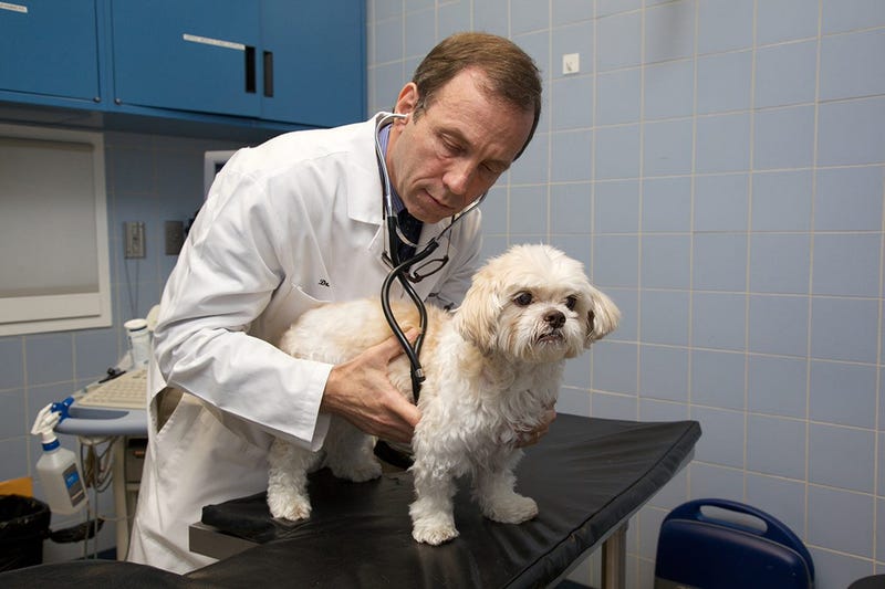 Veterinarian listening to a dog's heart