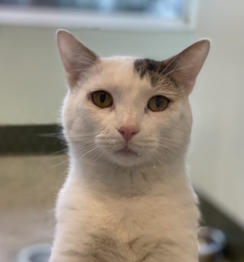 Scone is a 5-year-old Domestic Shorthair cat. He weighs 11.13 pounds.