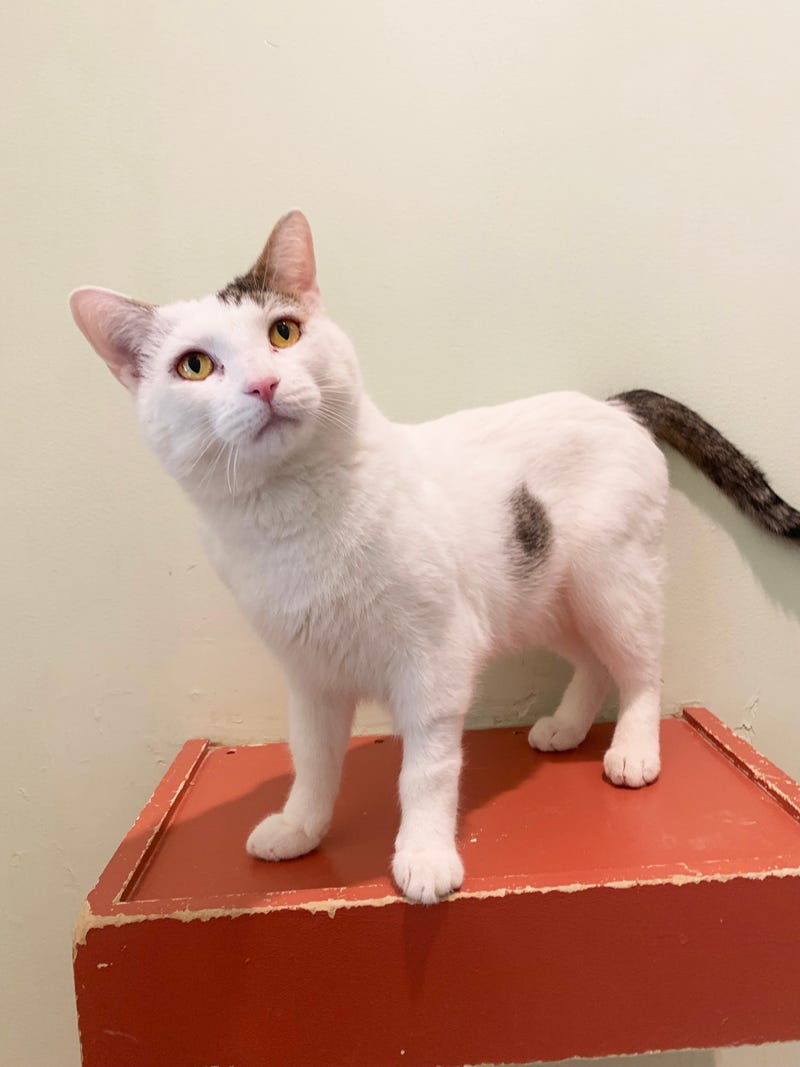 Scone is a 5-year-old Domestic Shorthair cat. He weighs 11.13 pounds.
