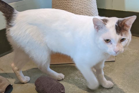 Scone is a 5-year-old Domestic Shorthair cat. He weighs 11.13 pounds.