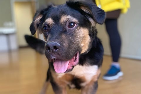 Scooter, a 7-month-old, 51 pound mix breed puppy looking for his forever home.