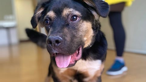 Find your cuddly, sweetheart at PAWS Chicago this Valentine's Day