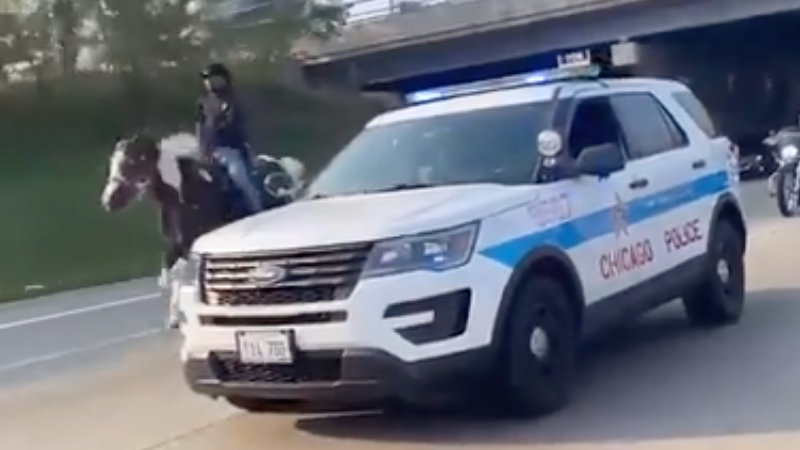 Activist on horseback, 'Dreadhead Cowboy,' holds up rush-hour traffic