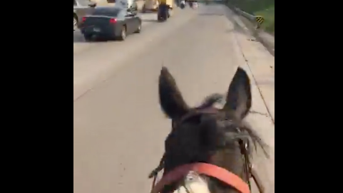 Horse ridden on Dan Ryan was harmed, may need to be put down, prosecutors say