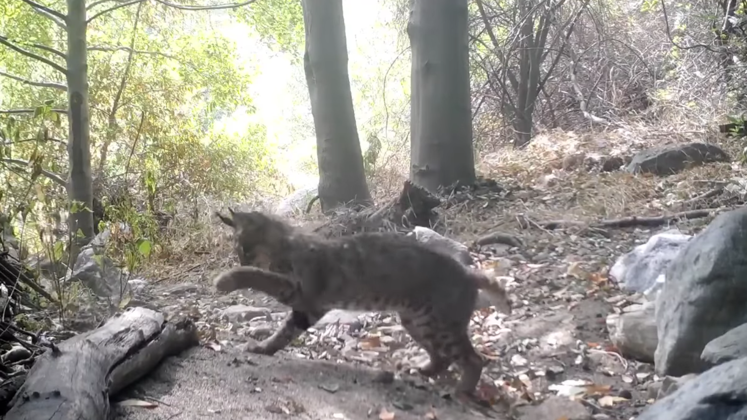 WATCH: Bobcat and rattlesnake battle to the death