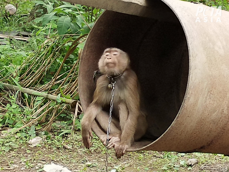An undercover investigation by PETA Asia found cruelty to monkeys on every farm they visited.