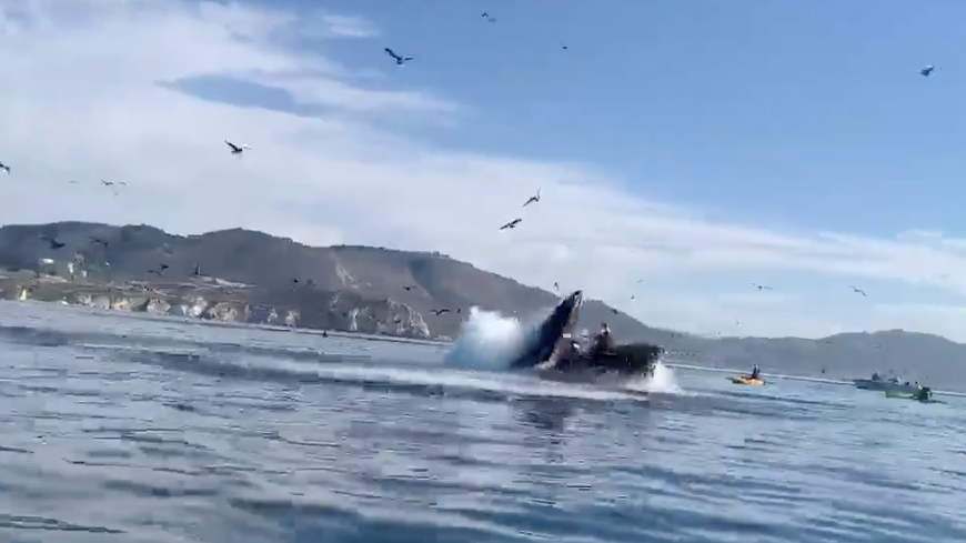 WATCH: Humpback whale nearly swallows kayakers off CA's Central Coast