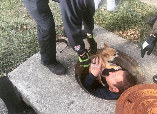 police save dog