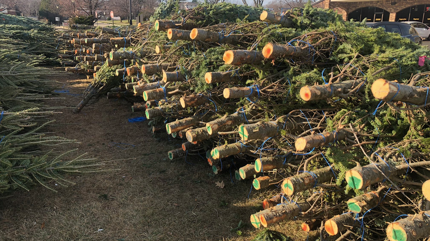 Christmas trees are really hot this year: 'People want an old-fashioned Christmas'