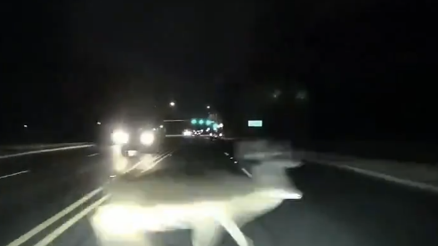 Video: Two deer struck while bolting across the road