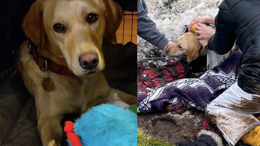 First responders use Jaws of Life to rescue Kane County pup from drainpipe [PHOTOS]