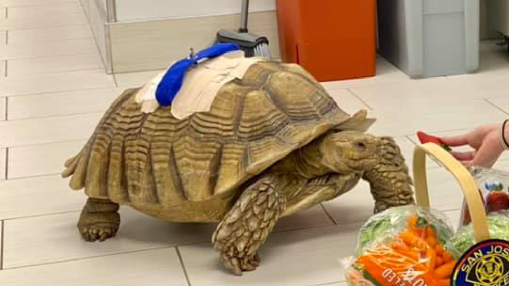 Pet tortoise named Michelangelo recovering after 'brutal attack' by San Jose homeless man