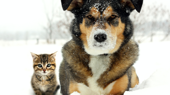 Take care with pets during cold snap, vet says