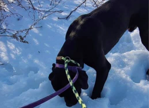 Lost and Found Pets in Brooklyn/Facebook