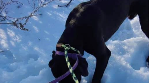Brooklyn woman reunited with dog who ran from crash that killed fiancé