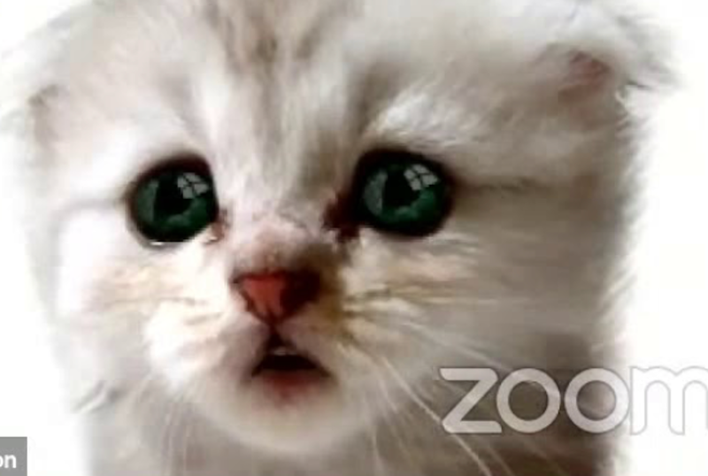 Zoom cat