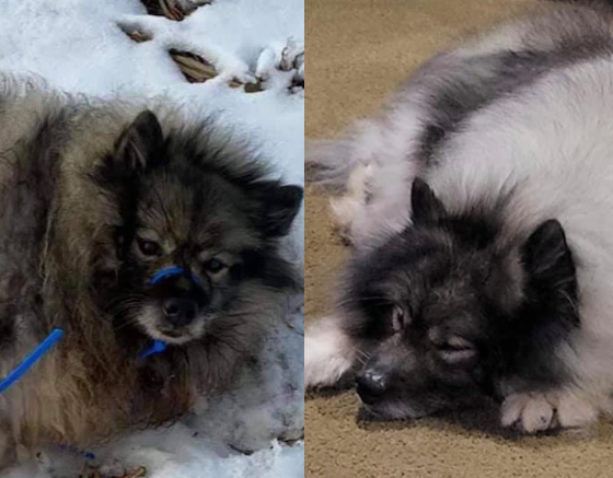Abandoned Dog
