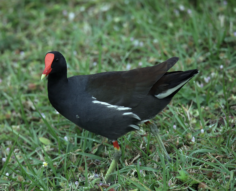 common gallinule