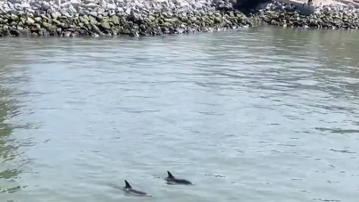 VIDEO: Pod of dolphins spotted swimming in East River near Brooklyn