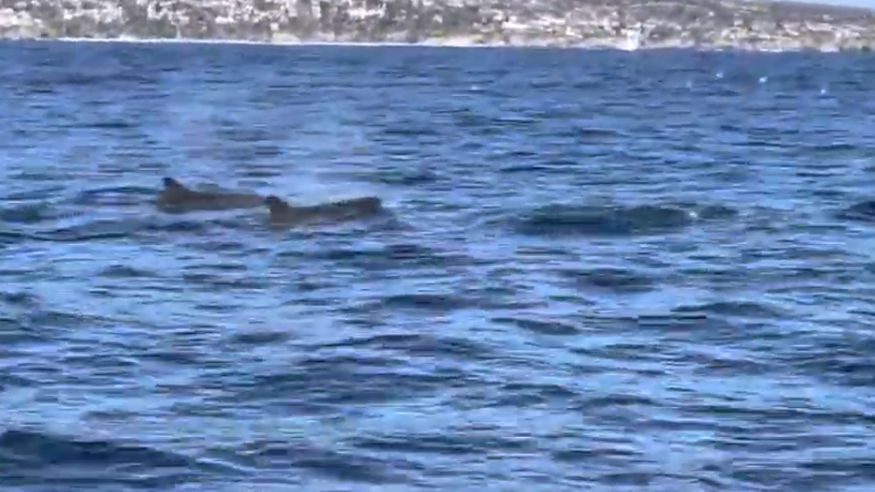 WATCH: Extremely rare video captured of a pod of 40 false killer whales off the coast of Newport Beach