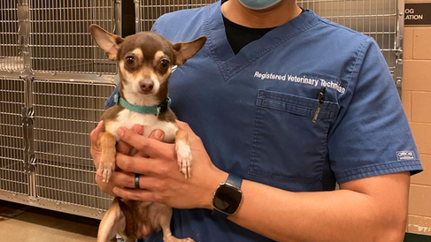 Chihuahua survives hours in 104-degree SUV cuddling with frozen burritos, ice-cream cones