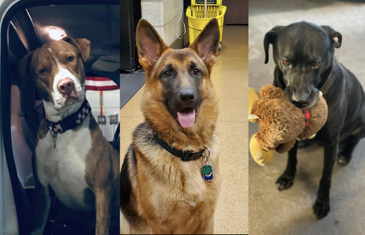 dogs