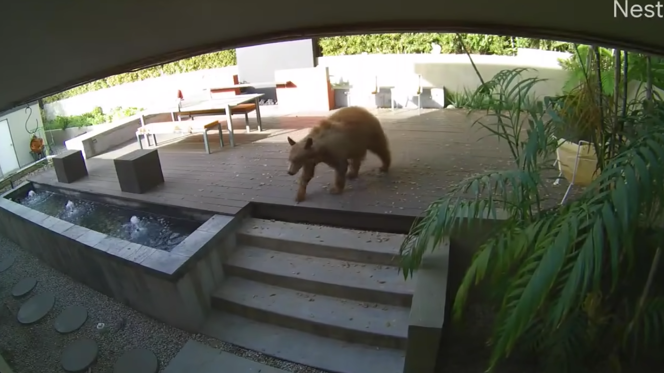 WATCH: Woman's 2 small dogs fearlessly chase huge brown bear out of her Pasadena kitchen