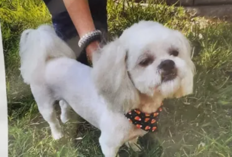STOLEN DOG