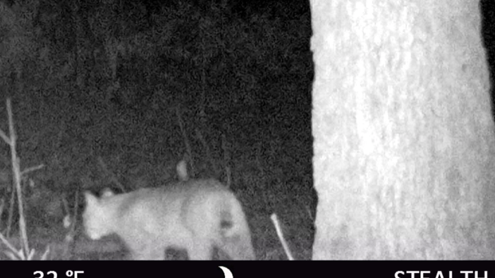 Seen in Will County wilds: a bobcat