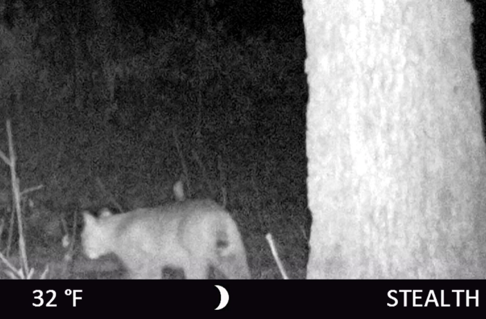 bobcat