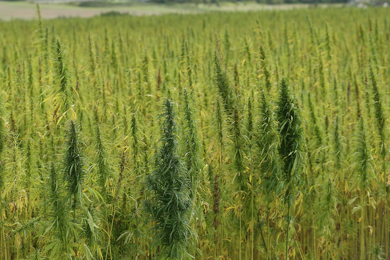 hemp