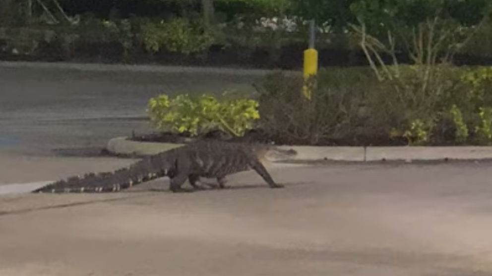 VIDEO: Alligator strolls through Publix parking lot