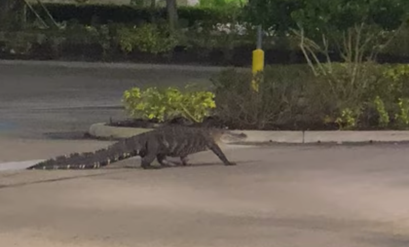 alligator