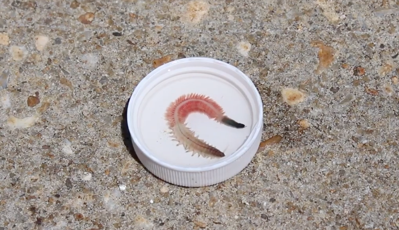 worms