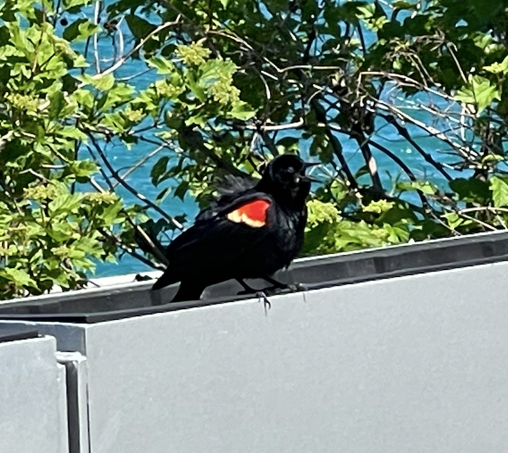 Blackbird