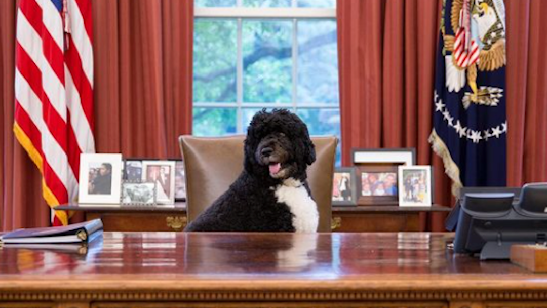 Obama family dog Bo dies of cancer