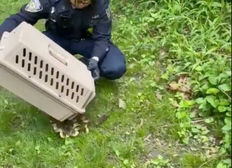 NYPD