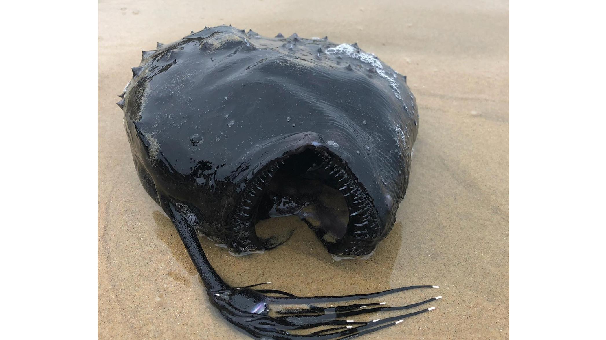 PHOTOS: Beachgoer finds 'extremely rare' Pacific footballfish washed ashore