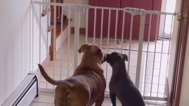 Puppy 'barkour!' See 2 adorable dogs make a sweet escape from their enclosure