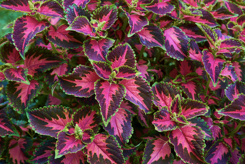 Coleus