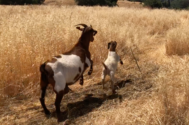 Blink and you'll miss them as the herd disappears into the field.