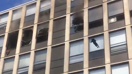 Cat jumps from 5th floor of burning building, bounces on grass, walks away [WATCH]