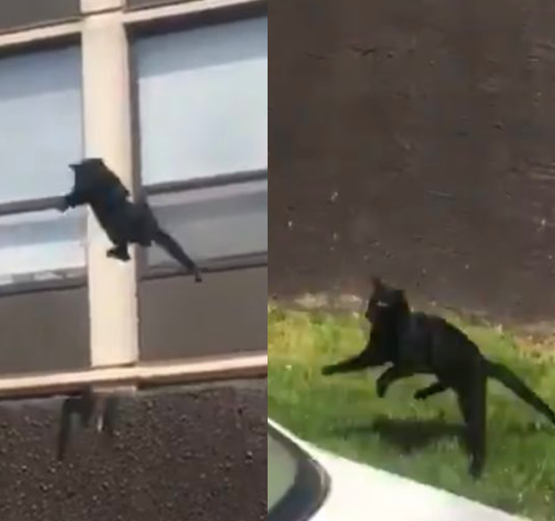 cat