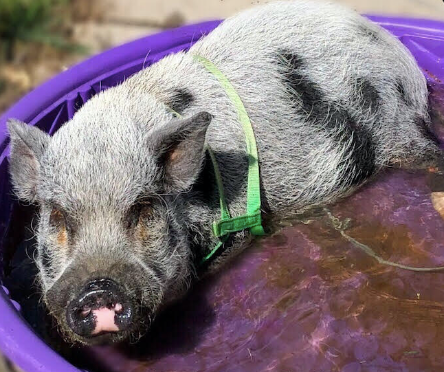 pig