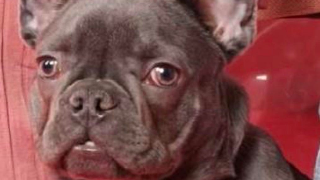 French bulldog stolen from yard in Royal Oak